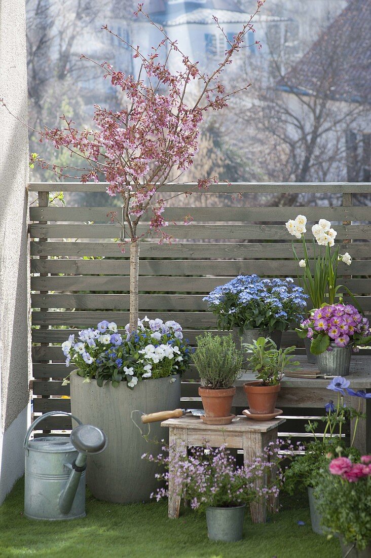 Spring balcony with Prunus campanulata (Taiwan cherry)