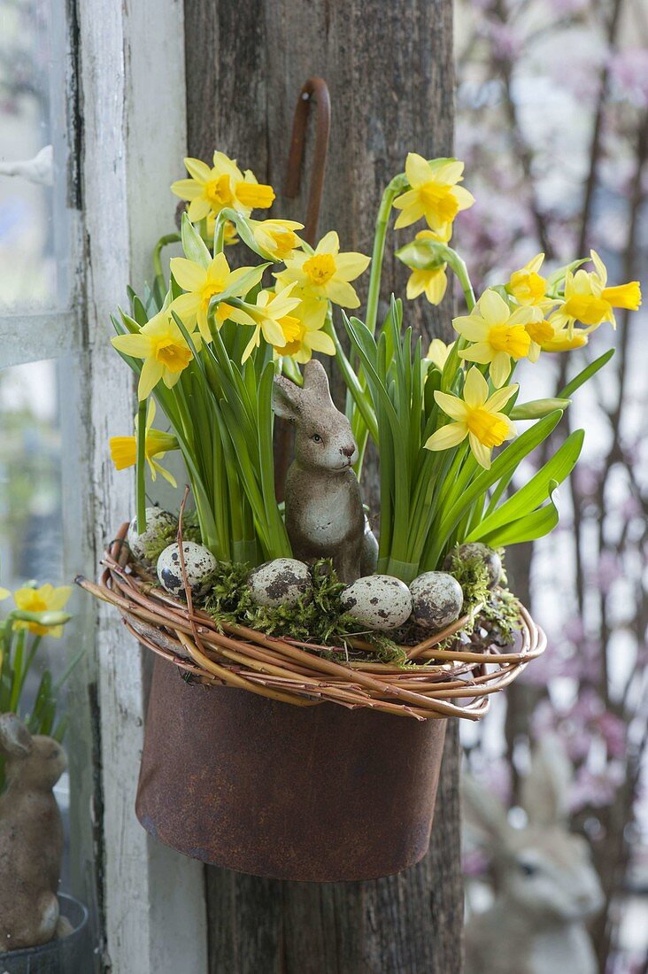 Narcissus 'Tete a Tete' (Narzissen) im Rosttopf aufgehängt, Kranz