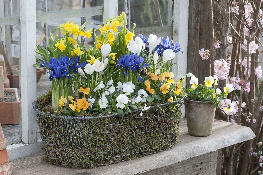 Wire basket designed as a spring chest with viola cornuta and moss