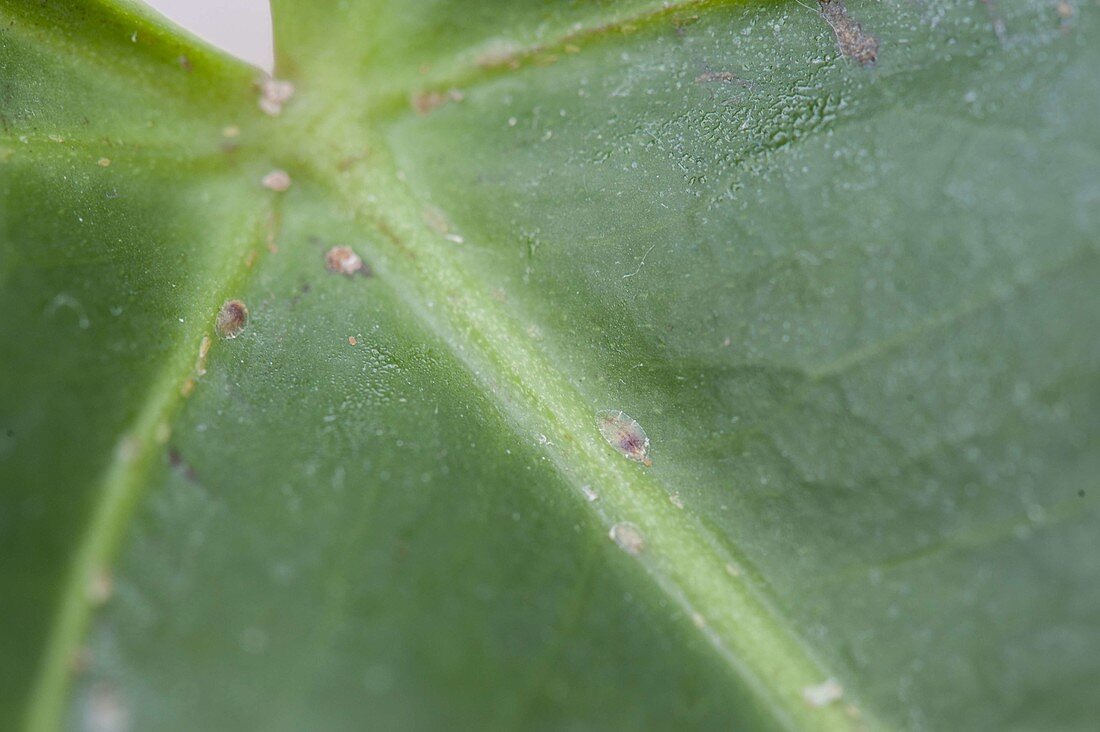 Scale insects on Anthurium andreanum (flamingo flower)