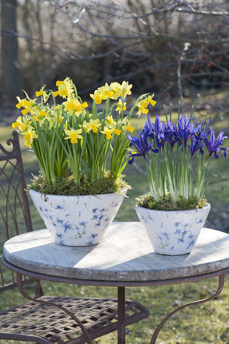 Conical pots with Narcissus 'Tete a Tete' and Iris reticulata