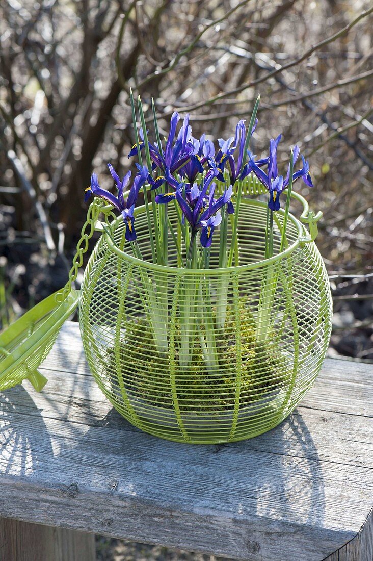 Iris reticulata in bowl with moss placed in green basket