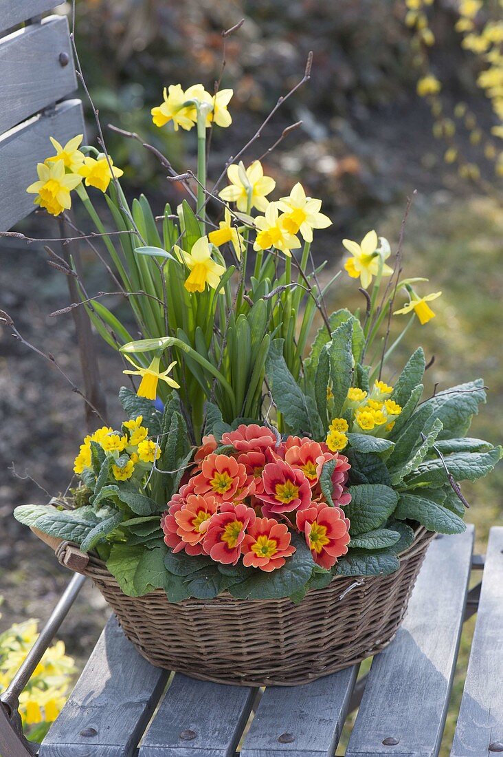 Basket of Narcissus 'Tete a Tete', Primula acaulis 'Elapricot'