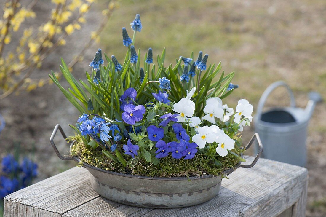 Zink-Schale blau - weiss bepflanzt mit Viola cornuta (Hornveilchen), Muscari