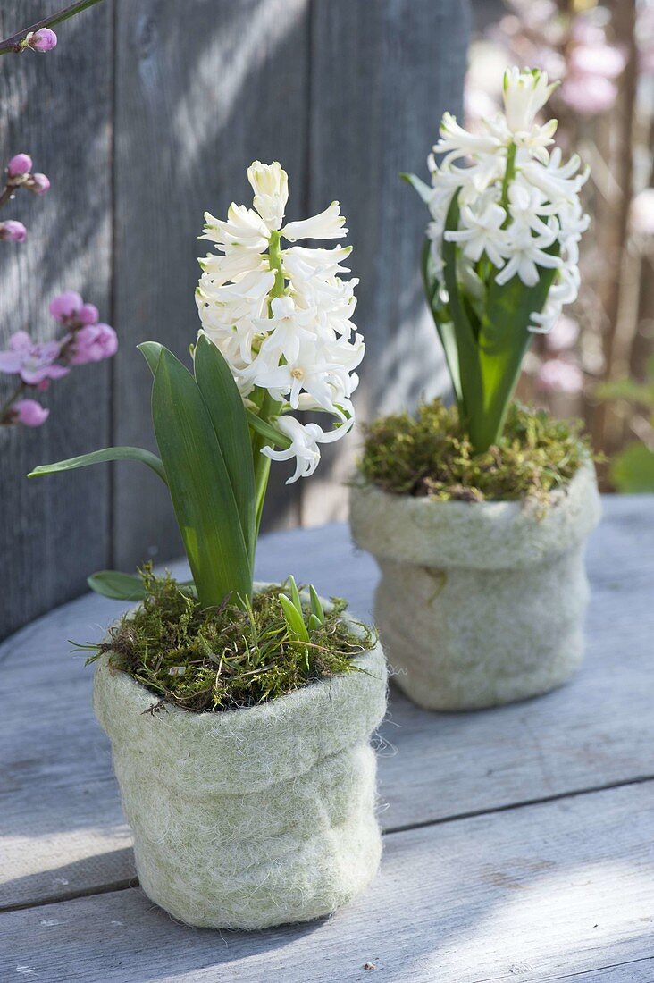 Hyacinthus 'White Pearl' (Hyazinthen) mit Moos in Filz-Toepfen