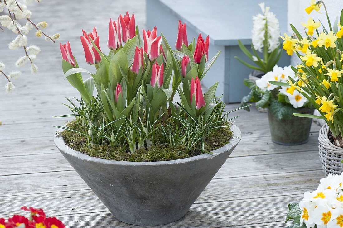 Tulipa greigii 'Plaisir' (Tulpen) und Crocus (Krokusse) in grauer Schale