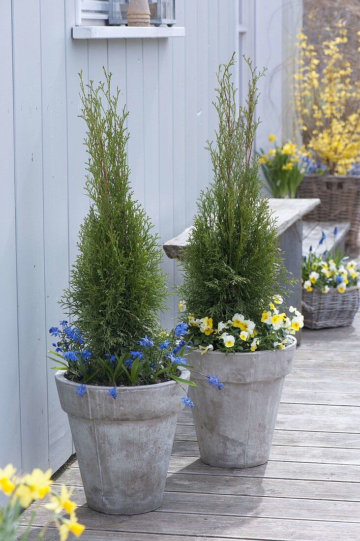 High gray tub planted with Thuja occidentalis 'emerald'