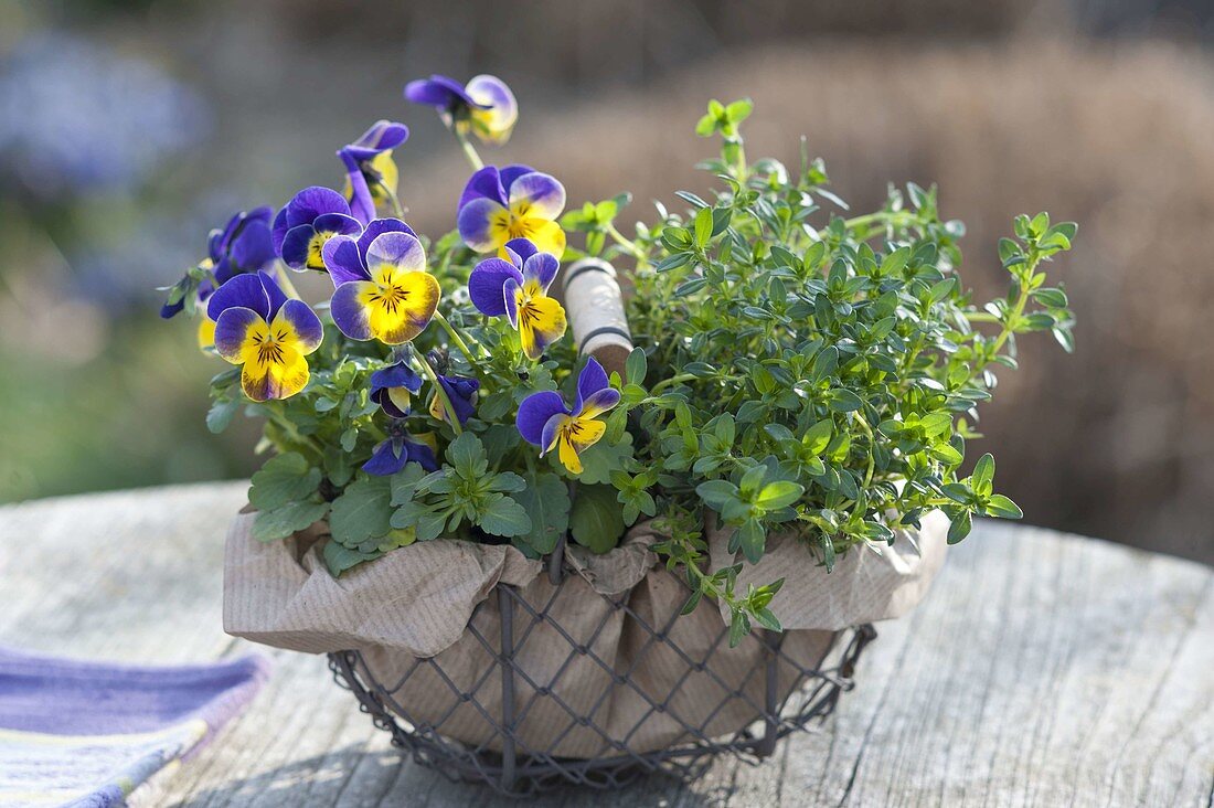 Kleiner Drahtkorb mit Viola cornuta Penny 'Primrose Picotee' (Hornveilchen)