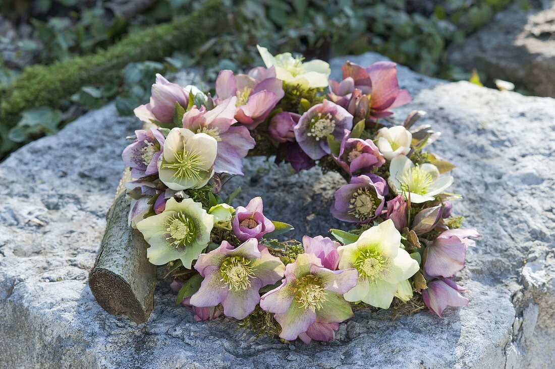 Kranz aus Blüten von Helleborus orientalis (Lenzrosen)