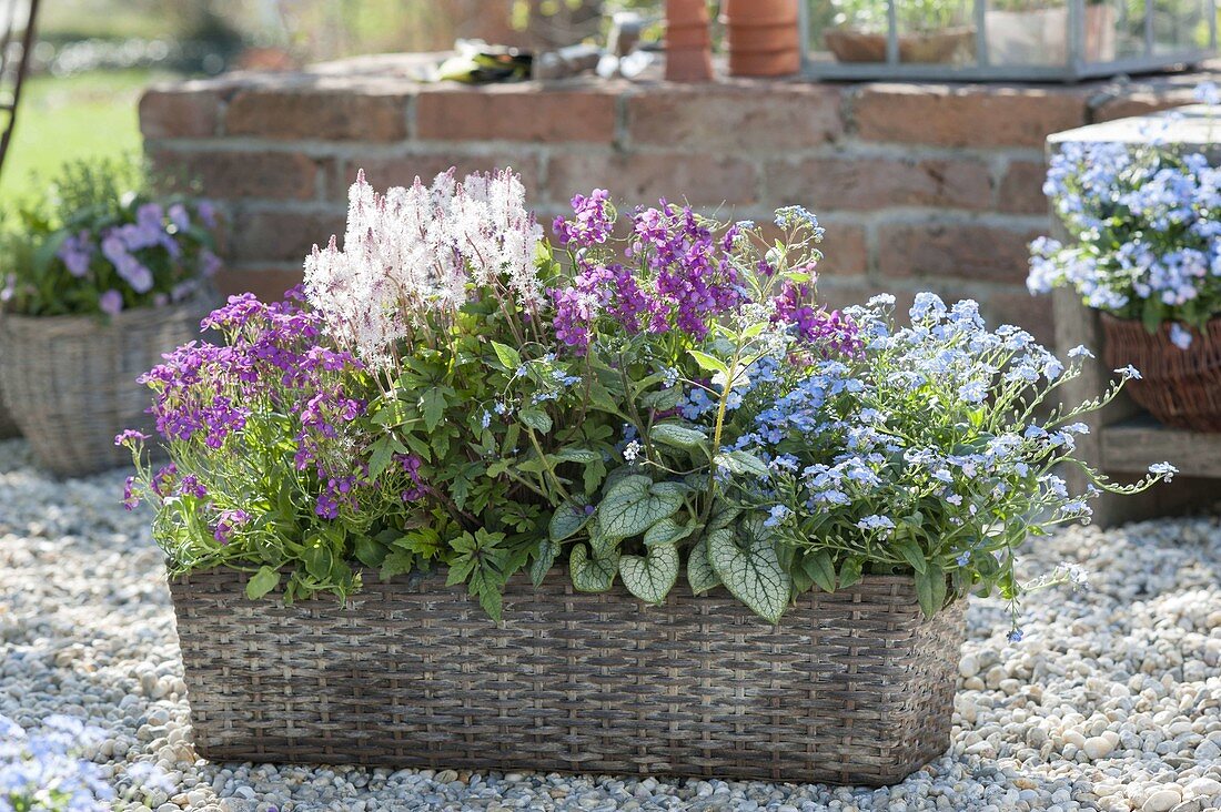 Basket chest planted with spring bloomers, Tiarella