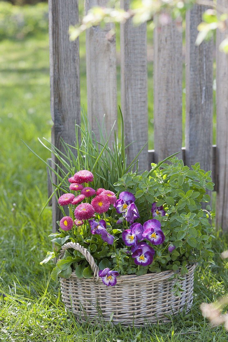 Weidenkorb mit Bellis (Tausendschön), Viola cornuta (Hornveilchen)