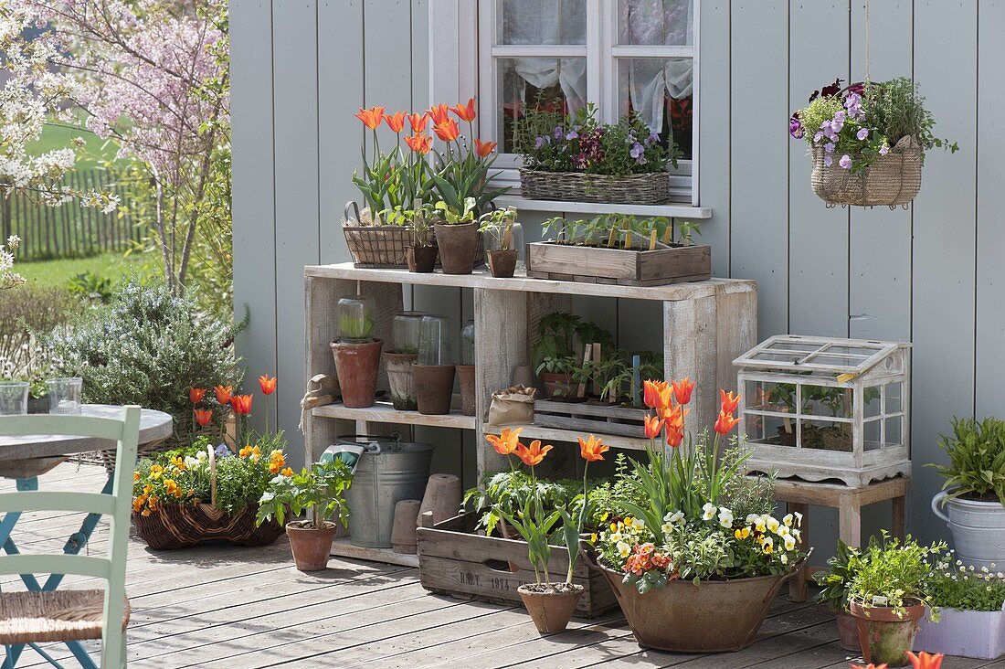 Frühlingsterrasse mit Tulpen, Viola und Gemuesejungpflanzen