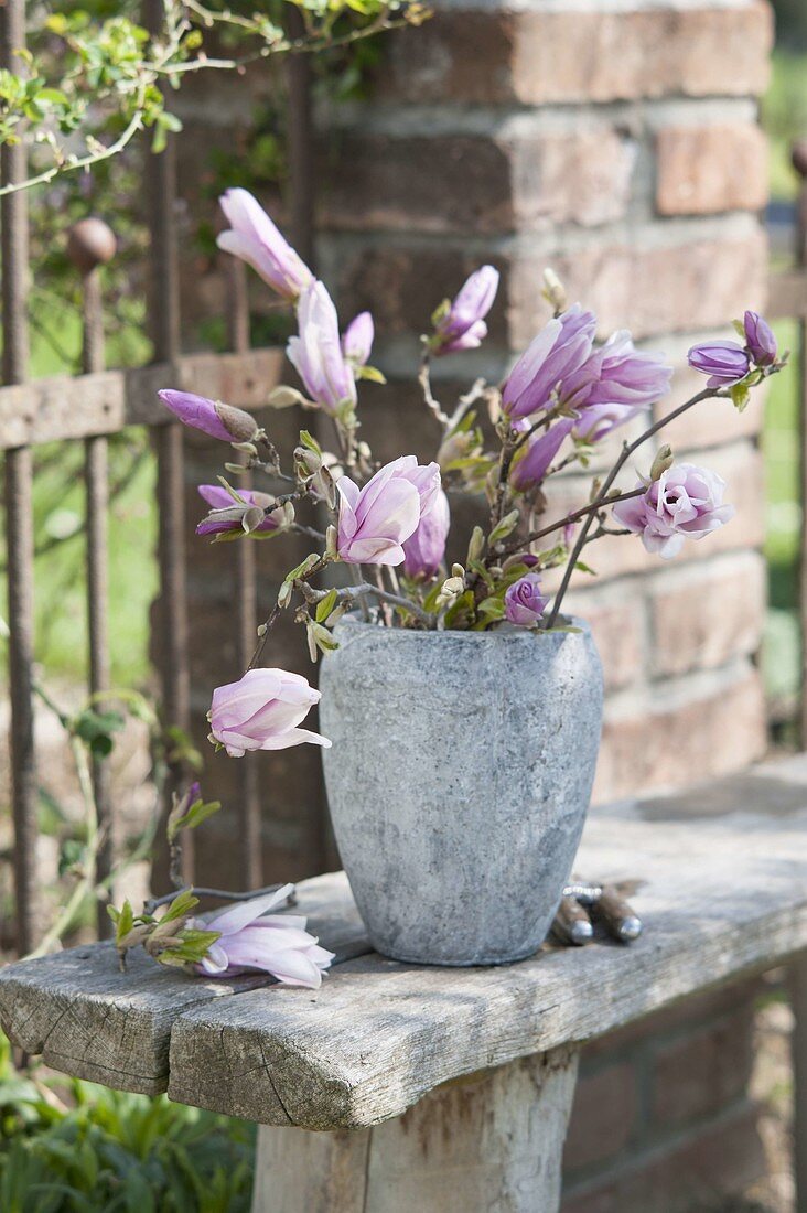 Magnolia (Magnolia) branches in gray vase