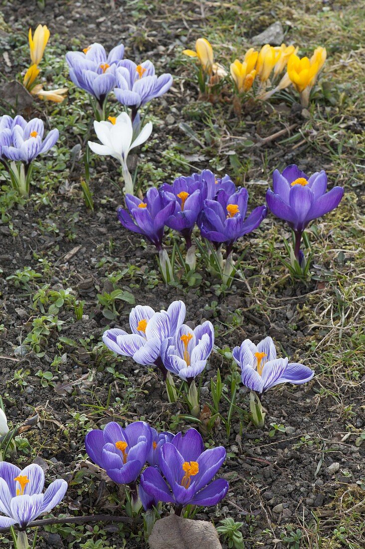 Crocus vernus (Krokusse) als Fruehlingsboten