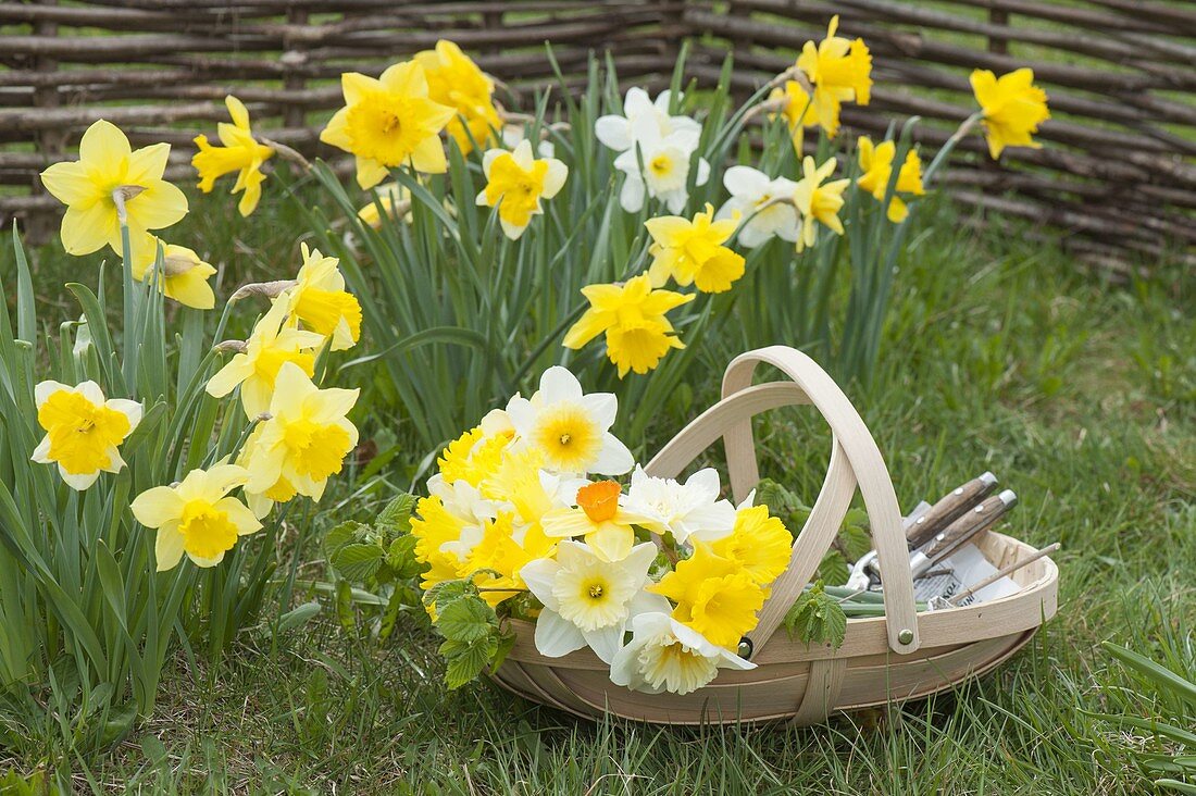 Narcissus in the lawn, basket of freshly cut flowers