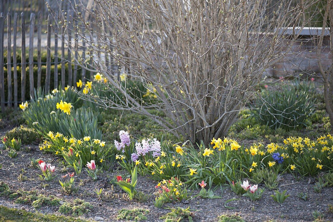 Frühlingsgarten mit Narcissus (Narzissen), Hyacinthus (Hyazinthen)