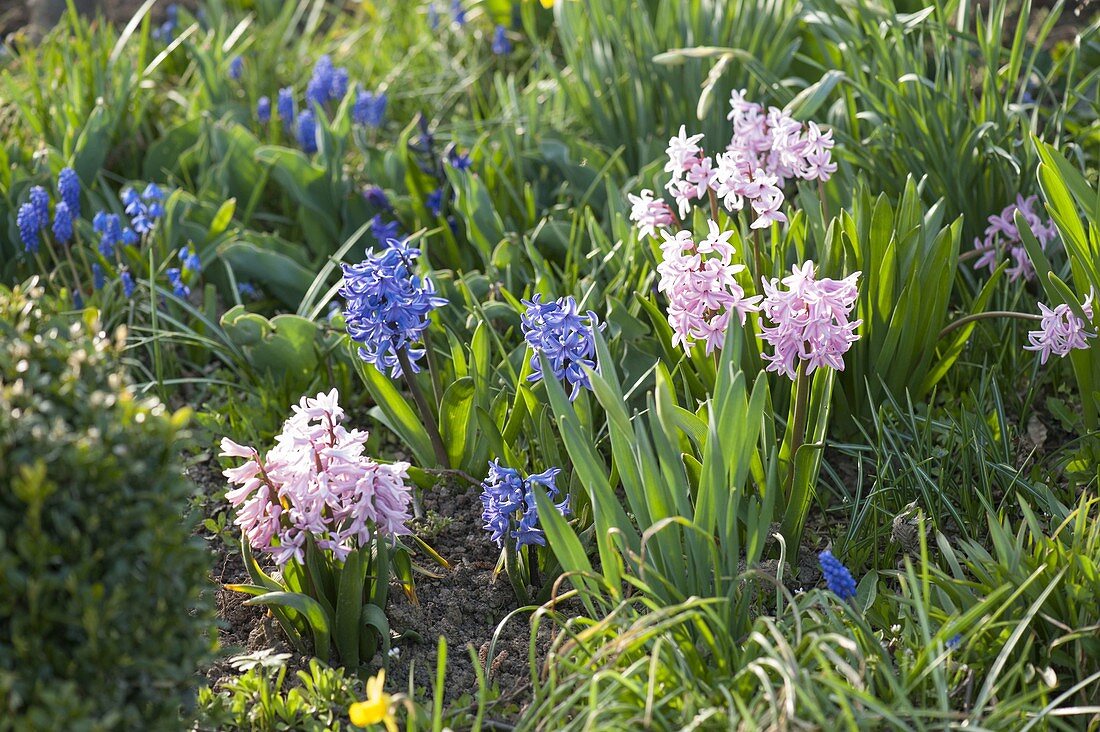 Hyacinthus orientalis (Hyazinthen) im Frühlingsgarten