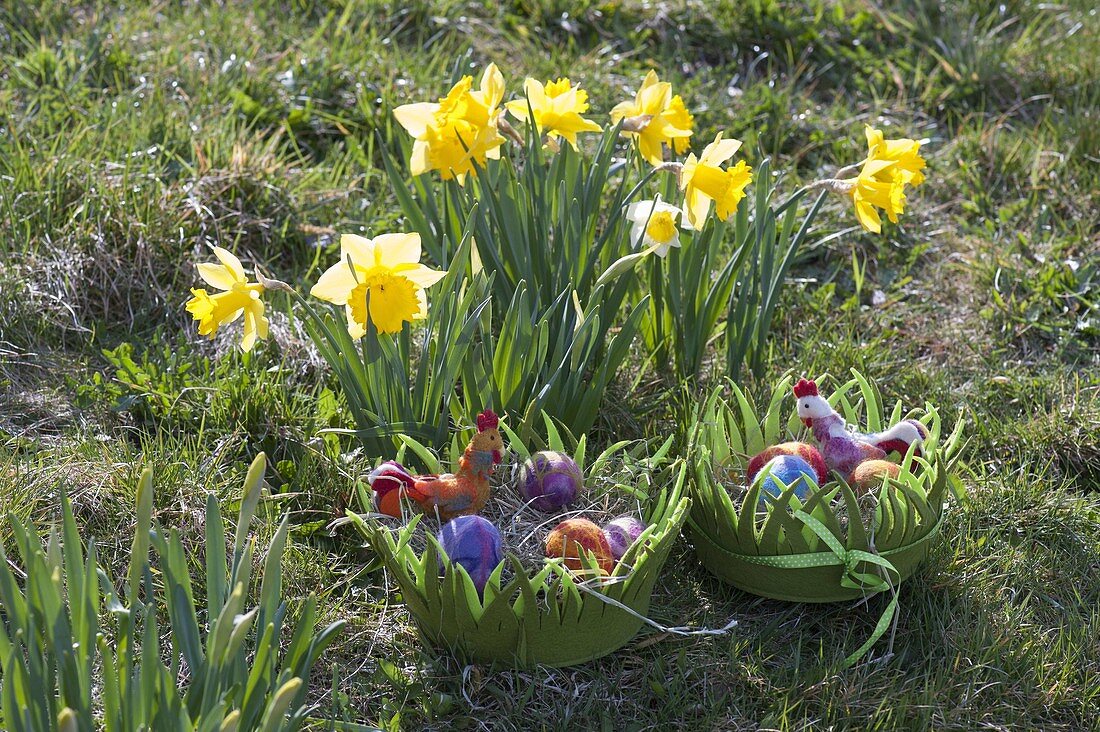 Osternester aus gruenem Filz neben Narcissus (Narzissen)