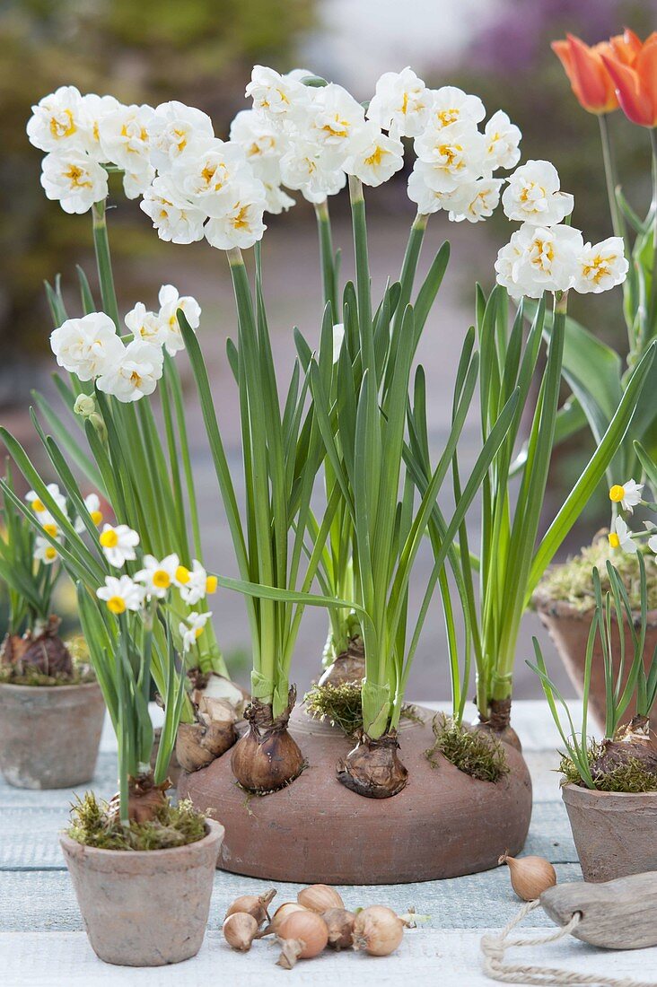 Im Herbst den Frühling pflanzen : Narcissus 'Bridal Crown' (Narzissen)