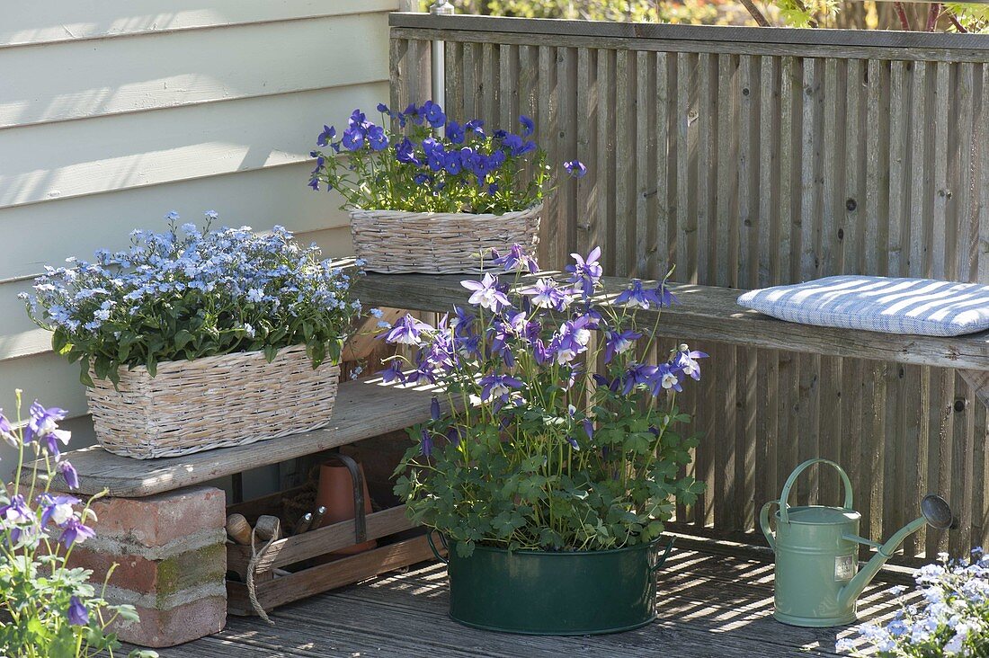 Korbkaesten mit Myosotis 'Myomark' Vergissmeinnicht), Viola cornuta