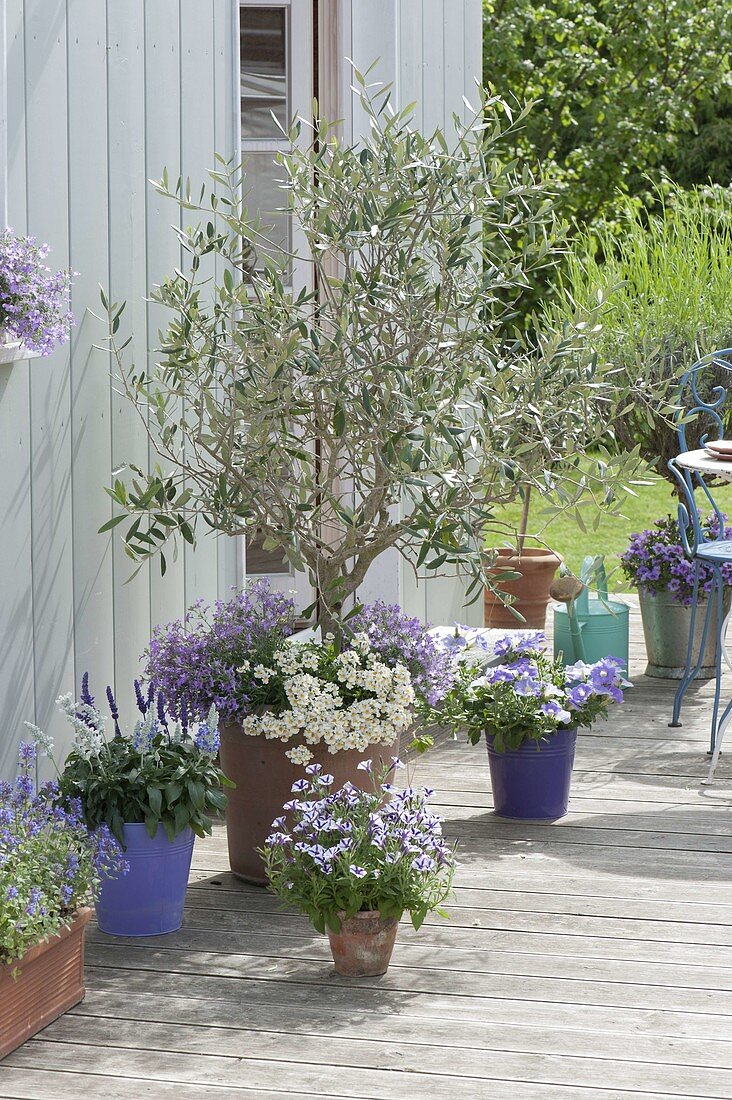 Olea europaea (Olivenbaeumchen) unterpflanzt mit Lobelia 'Lavender 47'