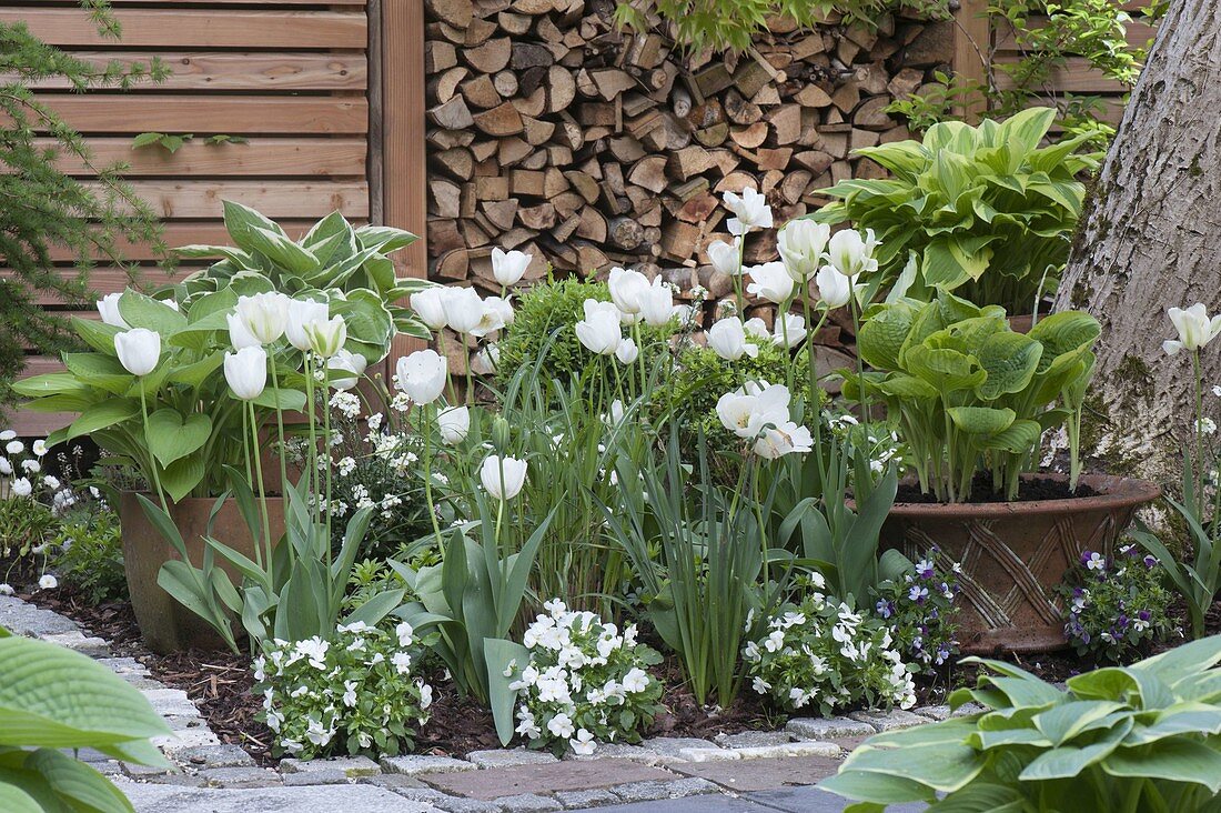Weiße Tulpen im Frühlingsgarten