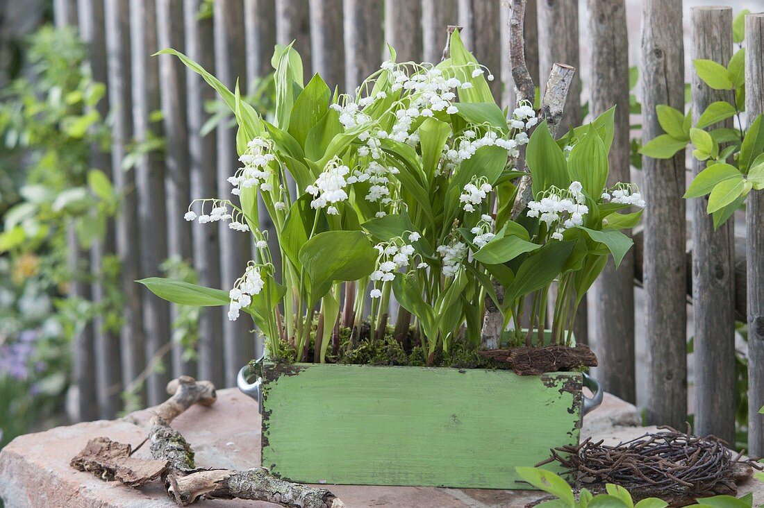 Convallaria majalis (lily of the valley) in green wooden box