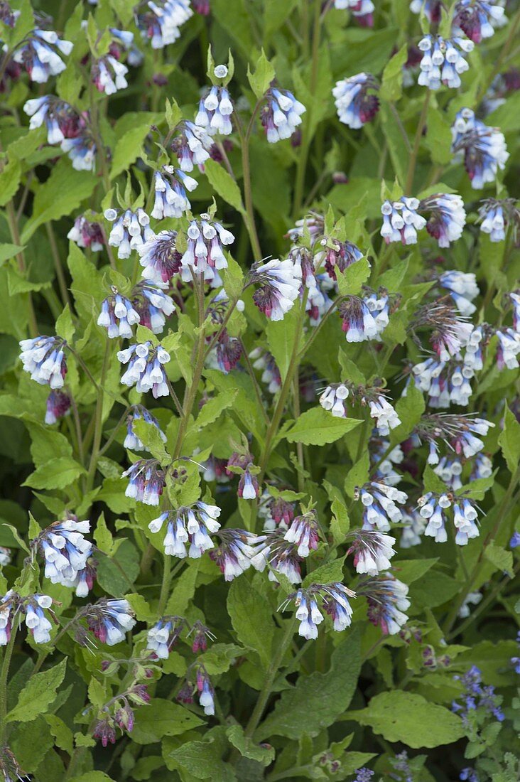 Symphytum grandiflorum 'Hidcote Blue' (Beinwell)