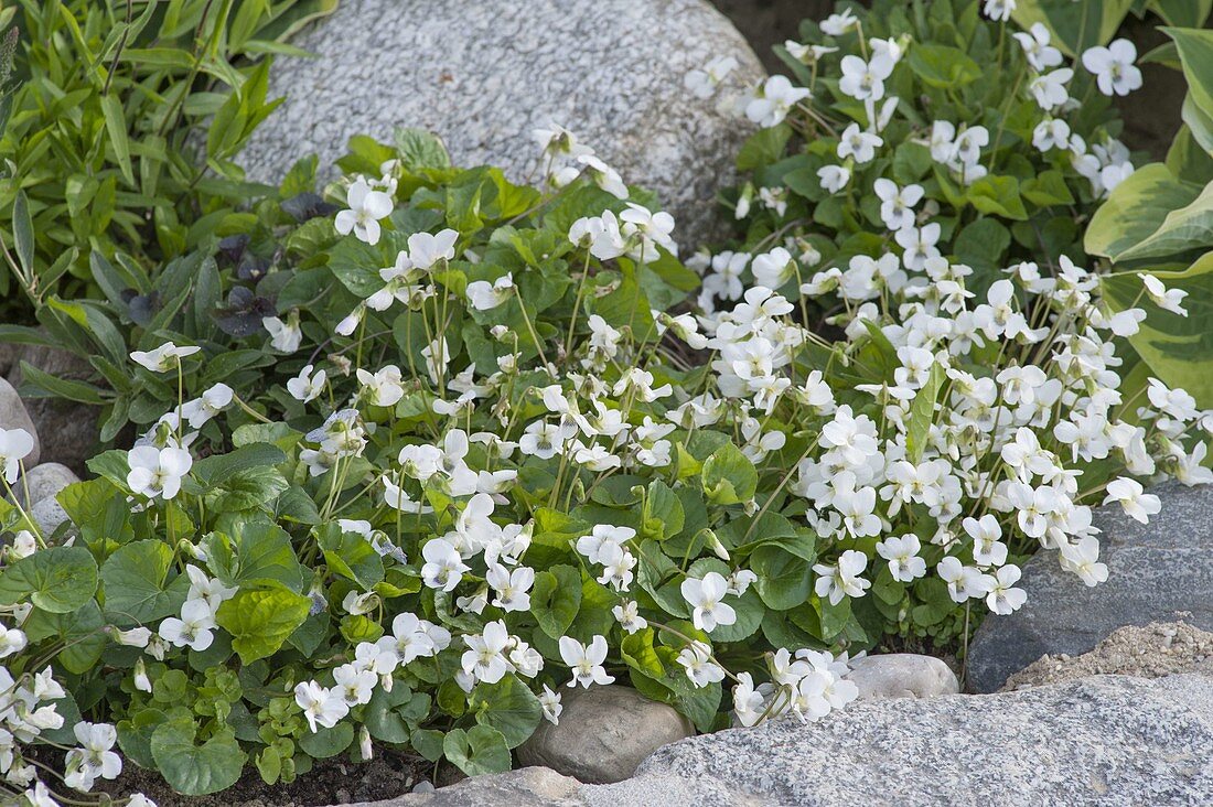 Viola sororia (Pentecost) flowers among stones