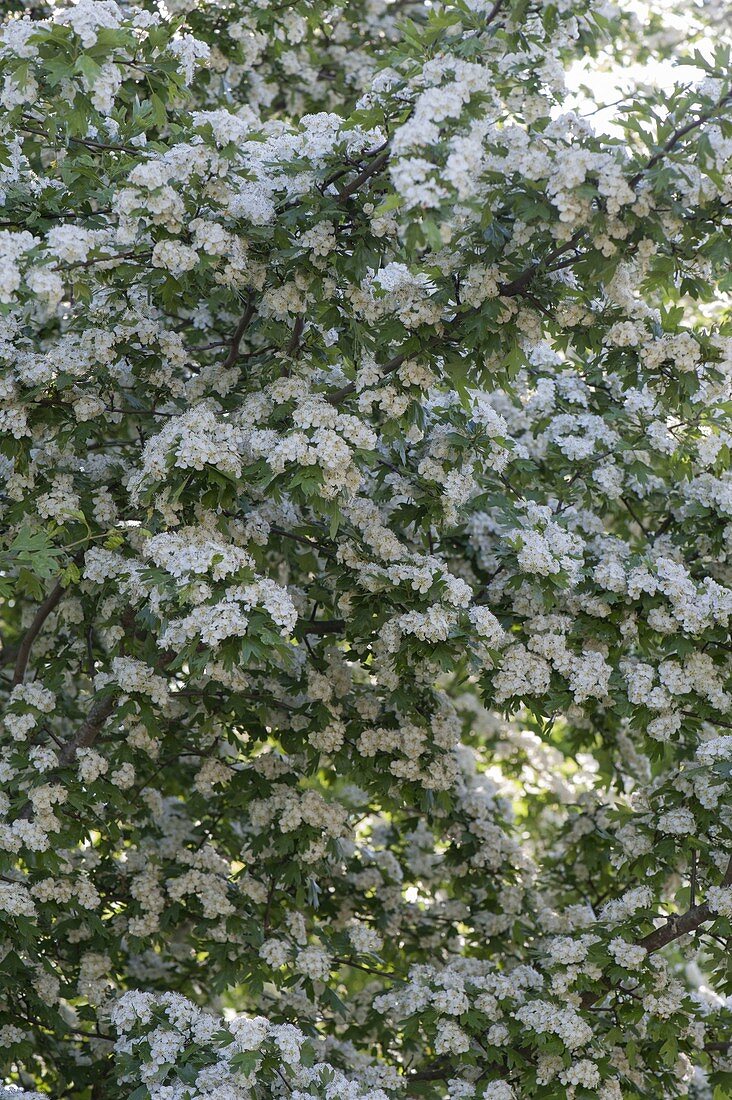 Crataegus monogyna (Weissdorn) in voller Blüte