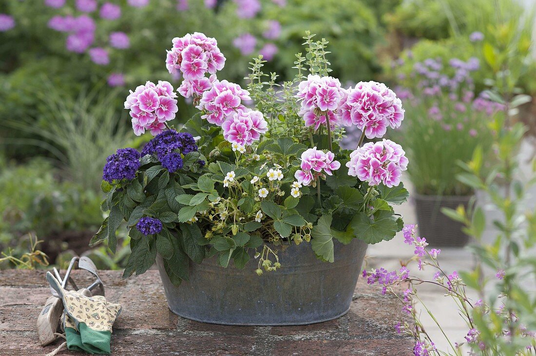 Pelargonium zonale 'Moonlight Katy' (Stehende Geranien), Heliotropium