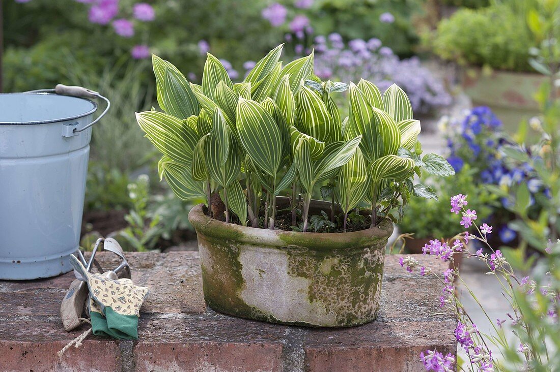 Convallaria majalis 'Striata' syn. Albolineata (Gestreiftes Maiglöckchen)