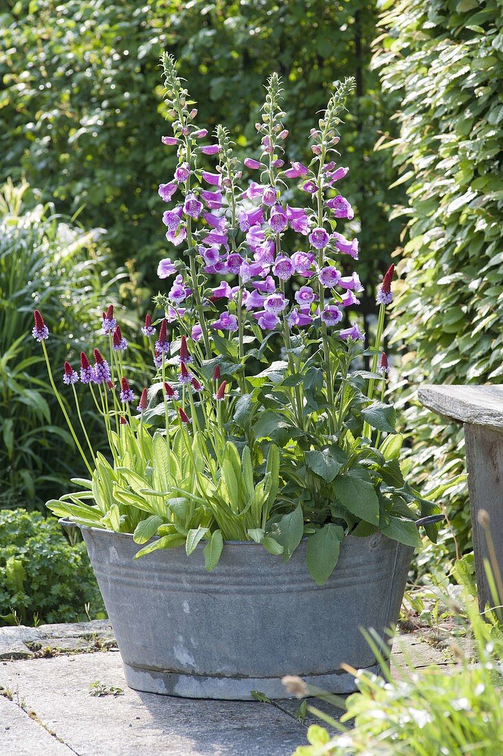 Digitalis 'Purpurea' (Fingerhut) und Primula vialii (Orchideen-Primel)