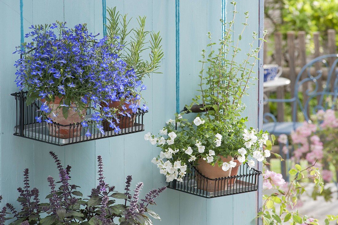 Drahtkoerbe als Wandhalter aufgehängt : Lobelia erinus