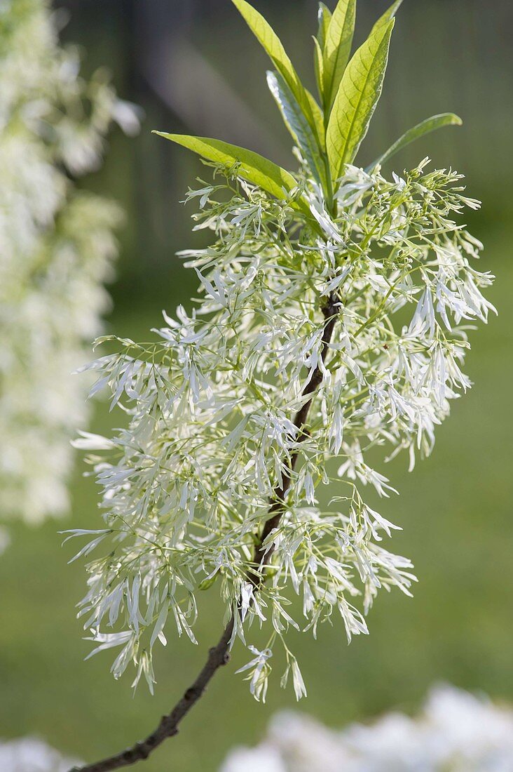 Chionanthus virginicus (Virgin snowflake shrub)