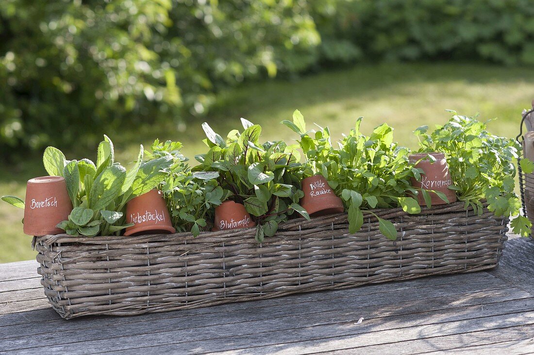Basket with herbs, pots as signs