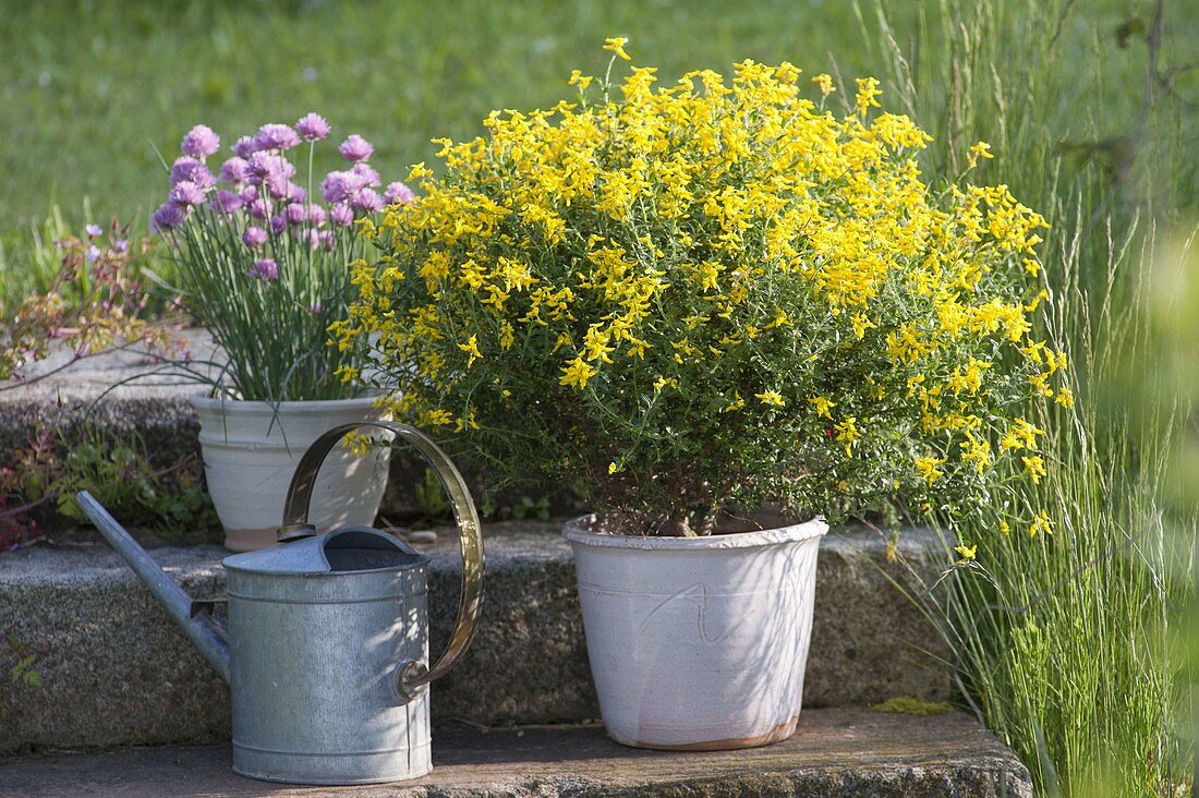 Genista germanica (German broom) and chives