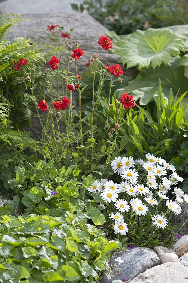 Geum chiloense 'Feuerball' - Nelkenwurz