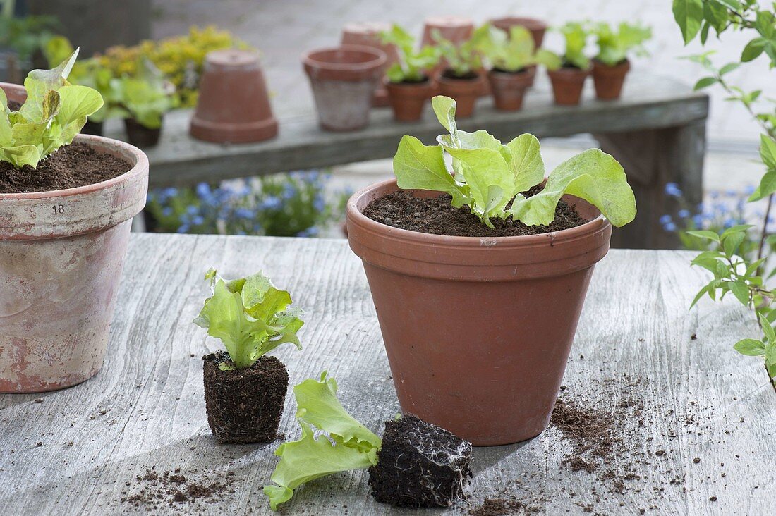 Salad Young Plants (Lactuca) in clay pot
