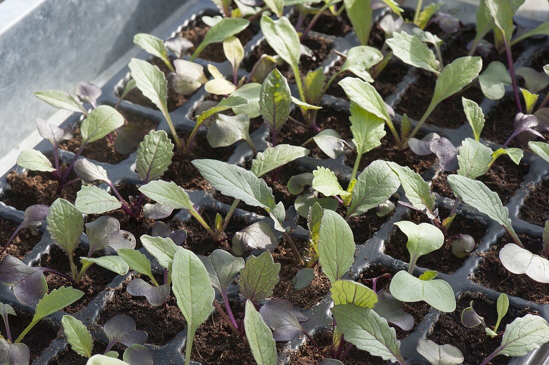 Young radish 'Sango' (Raphanus) plants in sowing plate