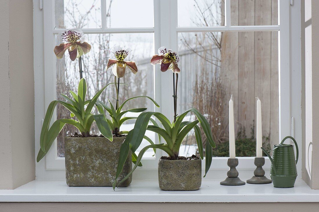 Paphiopedilum Complex Hybriden (Frauenschuh) in rustikalen Kästen