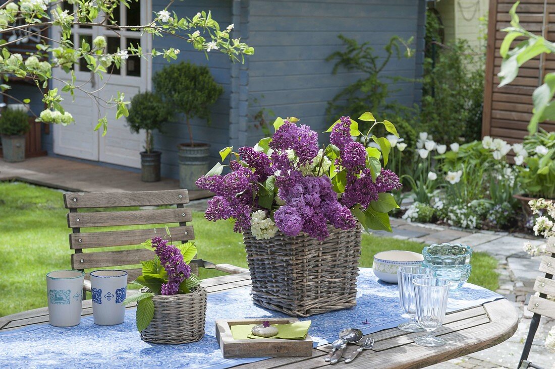 Syringa (lilac) arrangement in basket vase as a table decoration
