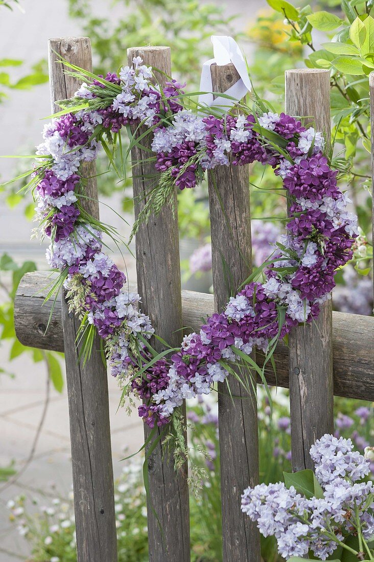 Herz aus hellen und dunklen Blüten von Syringa (Flieder)