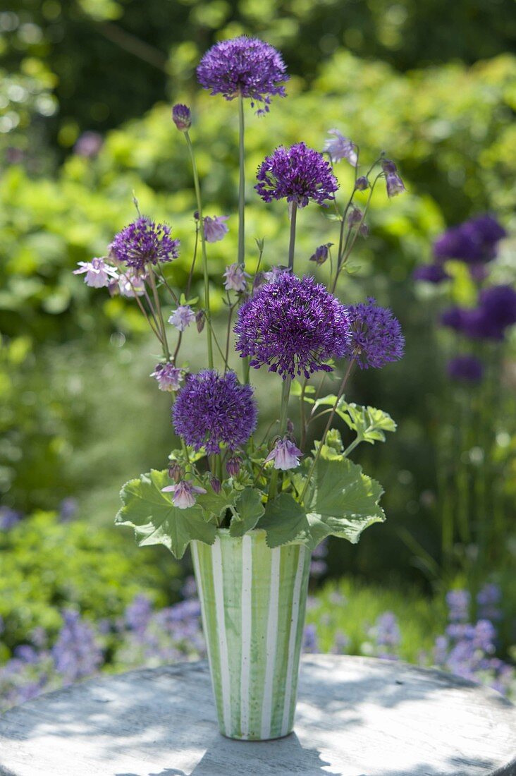 Ungewoehnlicher Strauss aus Allium 'Purple Sensation' (Zierlauch)