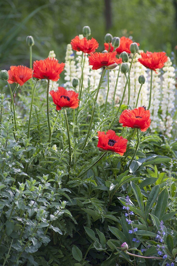 Papaver orientale 'Tuerkenlouis' - Türkischer Mohn