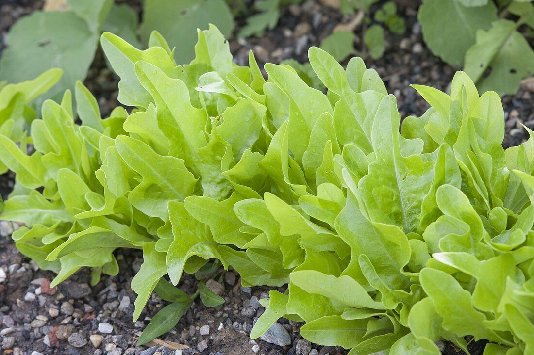Lettuce 'Till' (Lactuca sativa) in the vegetable garden
