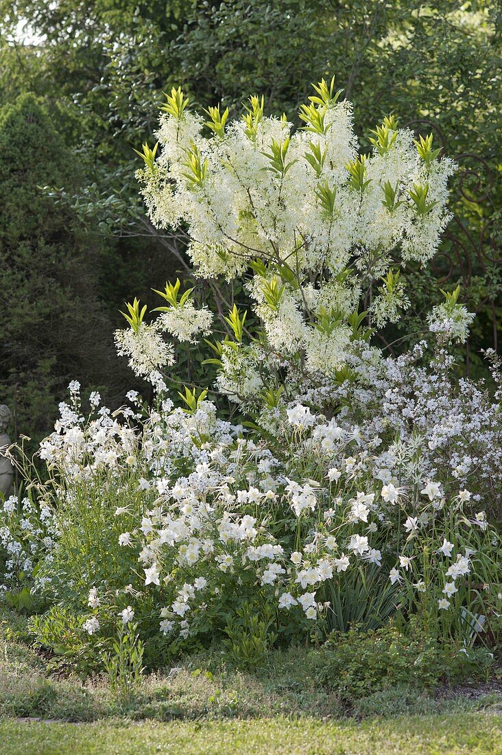 White early summer bed, Chionanthus virginicus