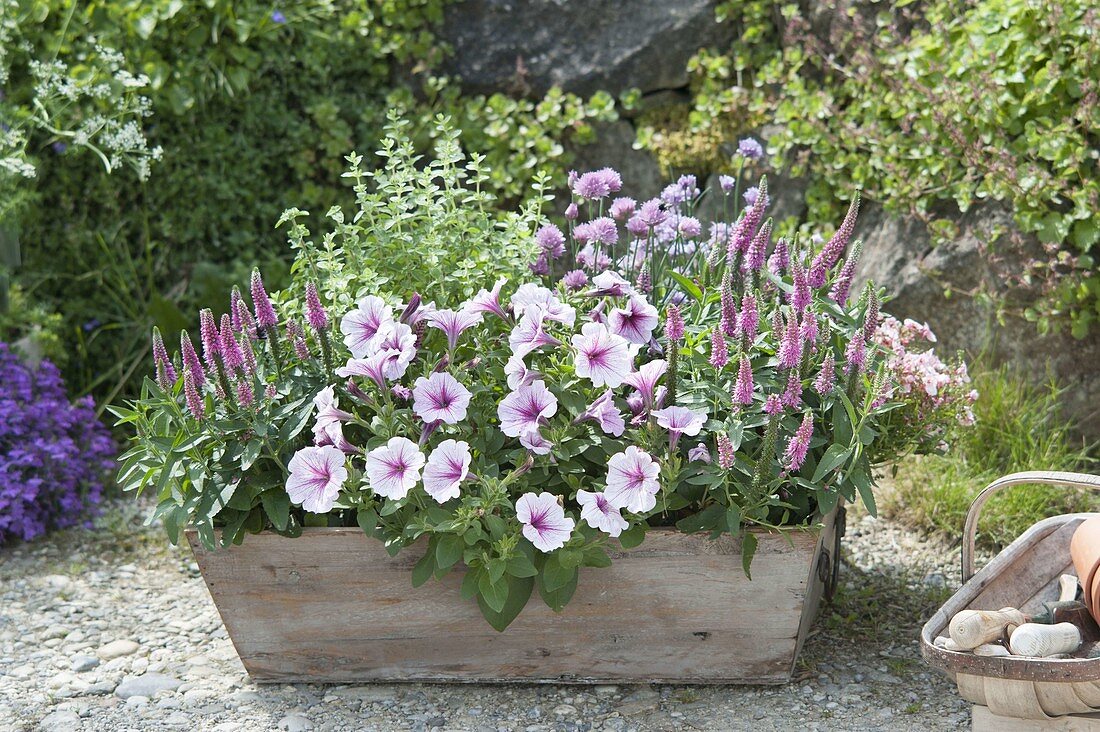 Wooden box tonal planted with Petunia Famous 'White Rose Vein'