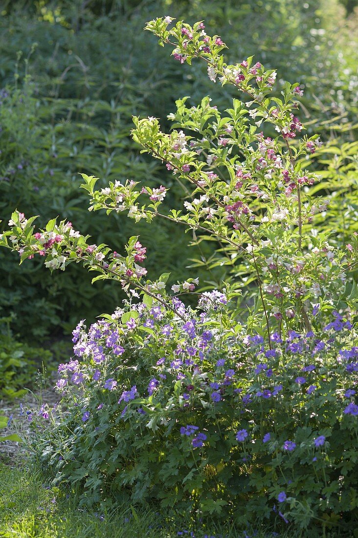 Geranium pratense 'Johnson's Blue' (Storchschnabel) mit Weigelia florida