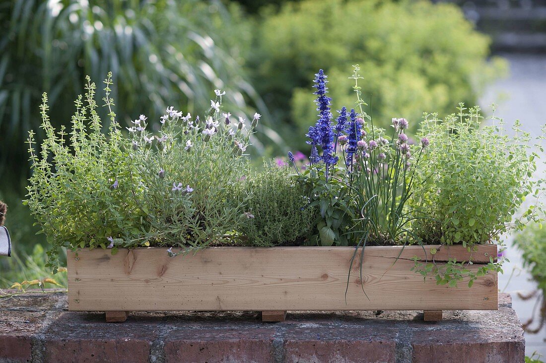 Homemade wooden box with herbs plants on wall